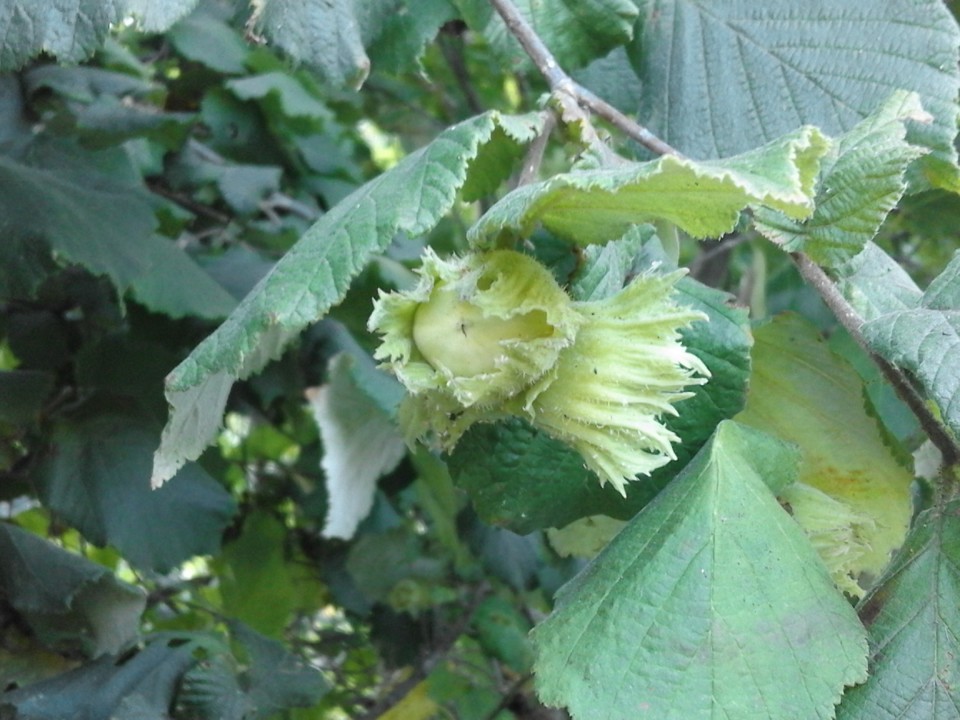 Avelã. Foto original. 2019. 07. jpg