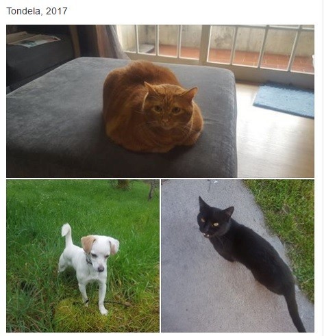 Animais da casa.jpg