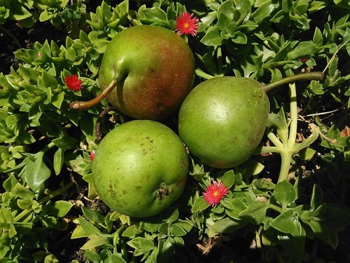 13606436_736348106504953_2283941572439537113_n.jpg 13606436_736348106504953_2283941572439537113_n.jpg