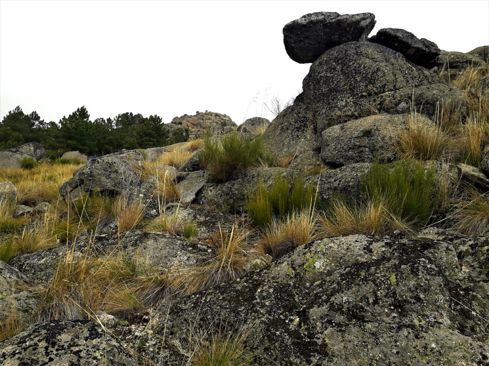 ROCHA SOLTA AGUI.jpg