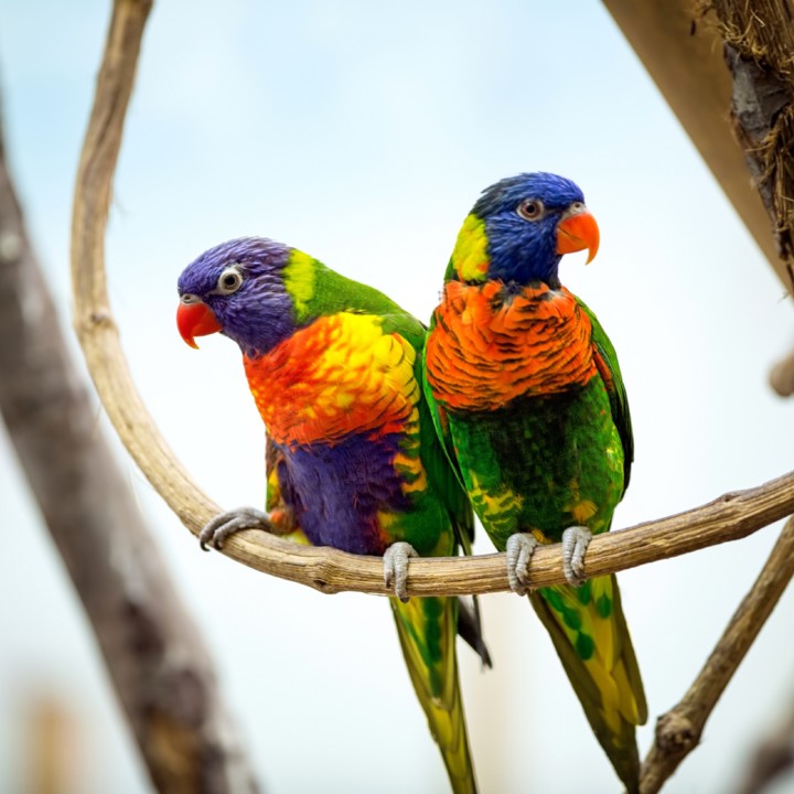 parrots-2560x2560-pair-red-beak-hd-4k-6195[1].jpg