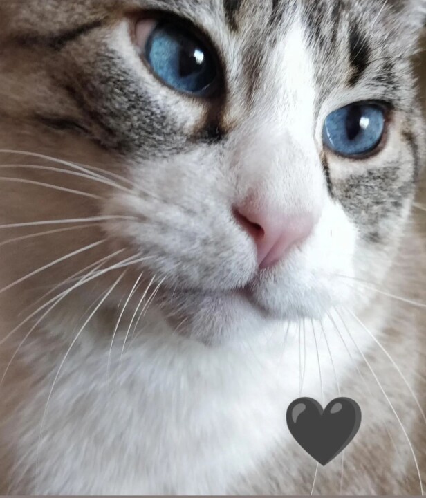 Screenshot_2023-03-15-08-04-35-19_1c337646f2987567