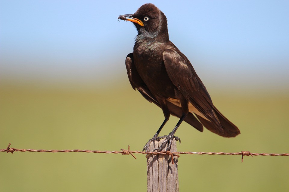 pied-starling.jpg pied-starling.jpg