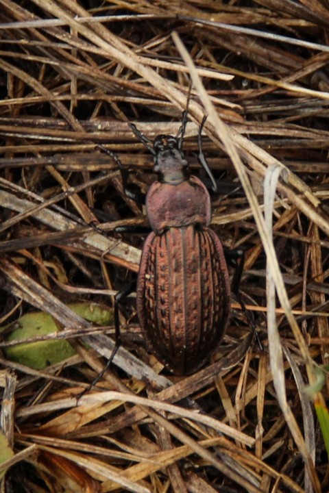 Carabus rugosus 4.jpg