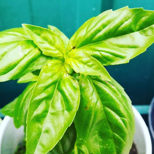 45189643_1236316423174783_5088405346511224832_n.jp