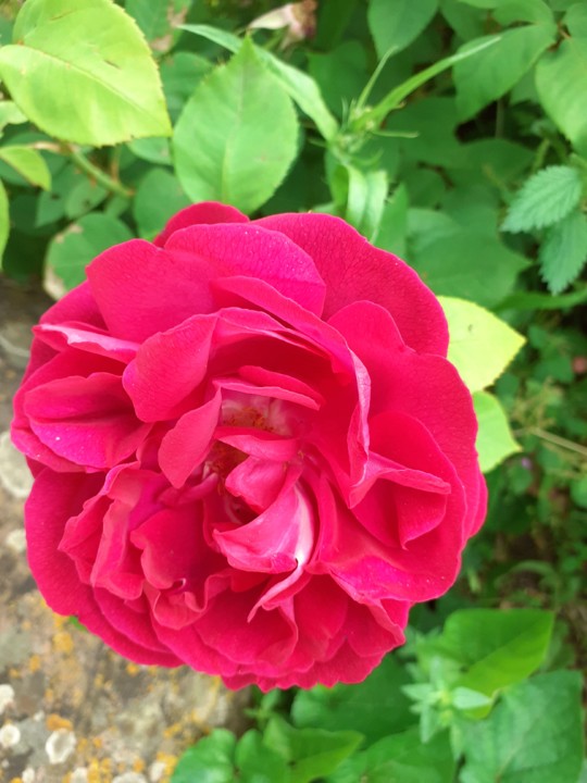 Rosa do Apeadeiro. Foto Original. 2021.05.02.jpg