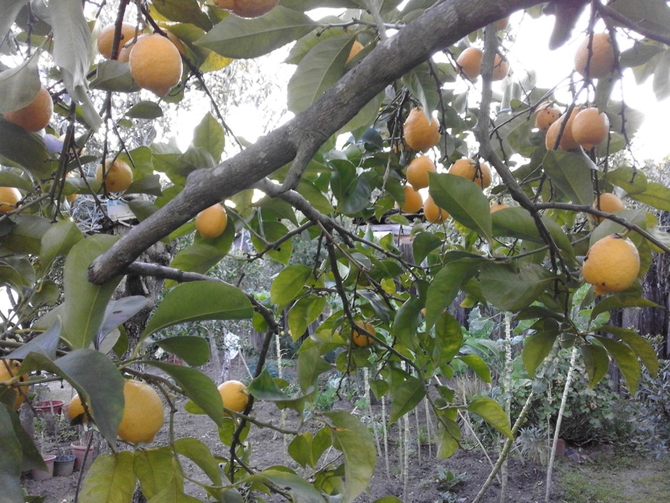 Foto Original.Limão Limonada 2018. 02.*jpg
