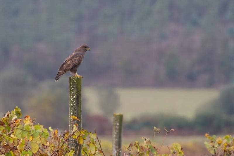 Águia de Asa Redonda_Pateiras do Ave.jpg