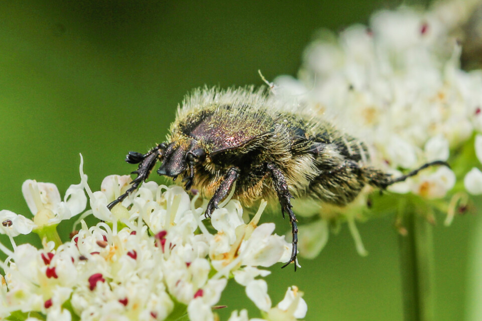 escaravelho das flores 3.jpg