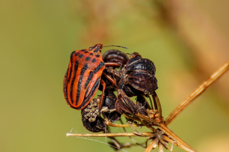 graphosoma semipunctatum 1.jpg