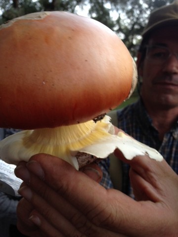amanita2.jpg