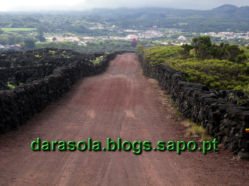 azores_pico_criacao_velha_06.JPG
