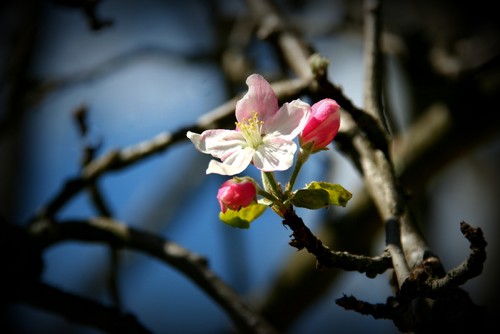 flor macieira.jpg flor macieira.jpg