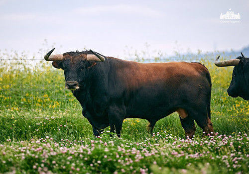 CANAS VIGOUROUX 6.jpg