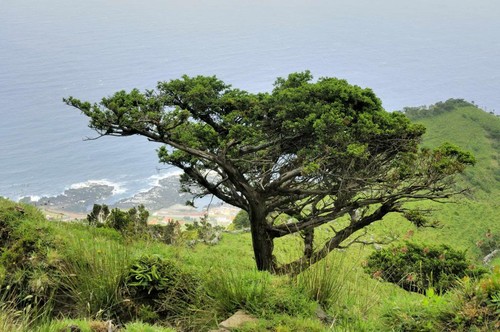 Juniperus-brevifolia-ilha-das-Flores.jpg Juniperus-brevifolia-ilha-das-Flores.jpg