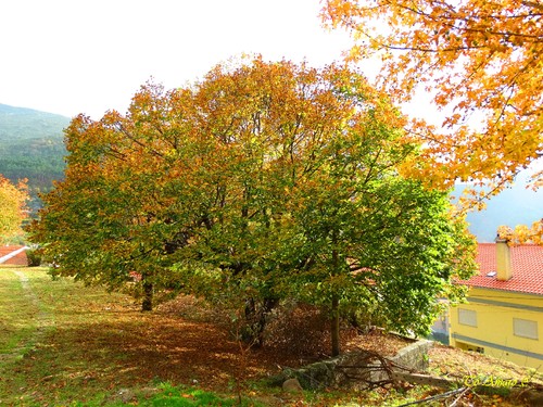 Fotos de Outono !!! 018.jpg