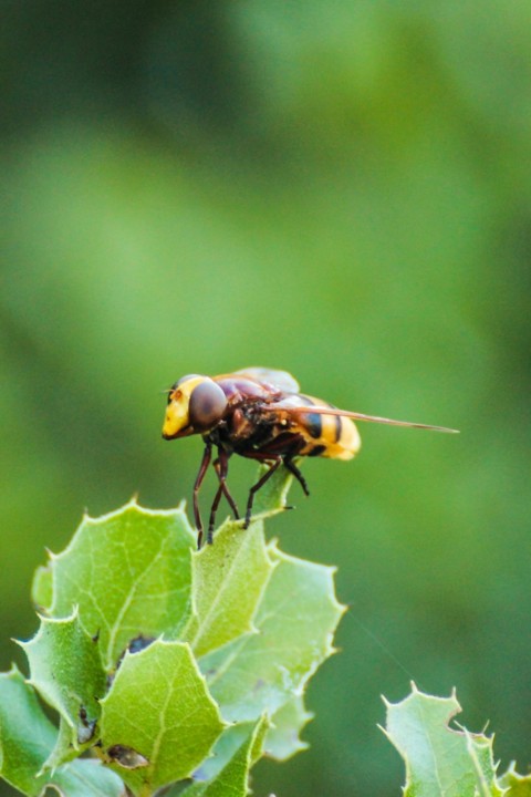 volucella zonaria 5.jpg