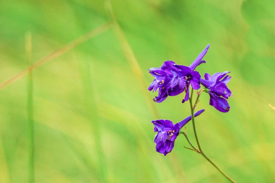 delphinium pentagynum 7.jpg