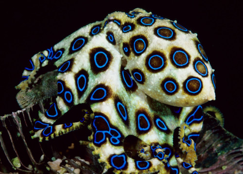 8.polvo-azul.jpg