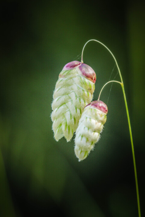 briza maxima 3 b.jpg