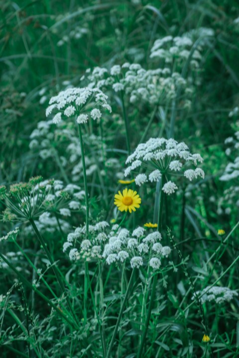 biodiversidade 4.jpg