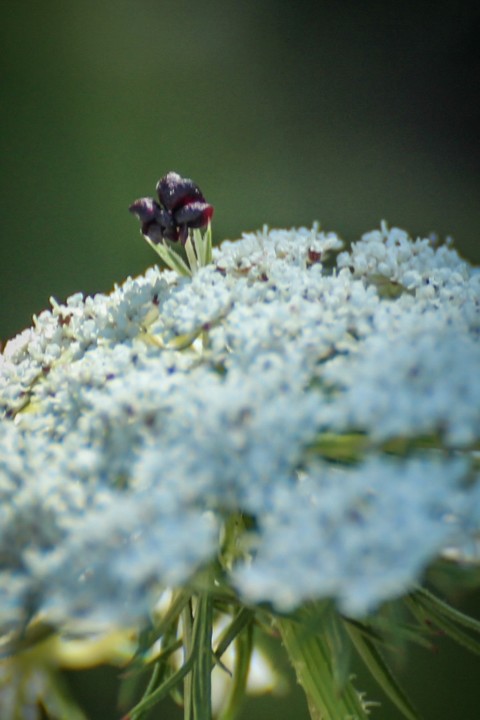daucus carota a 12.jpg