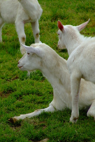Há uns meses, entre a Serreta e as Doze Ribeiras...