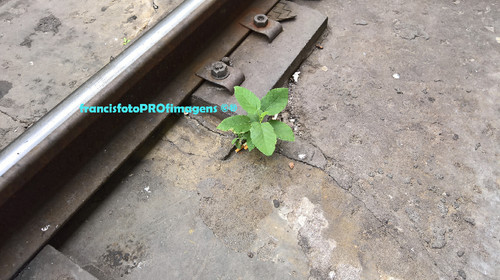 Lisboa-Santa Apolónia #2.jpg