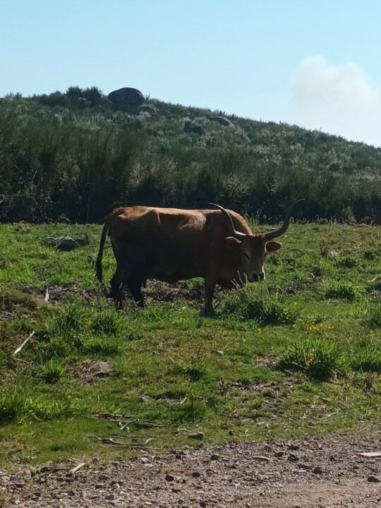 Não me canso disto serra do oural.jpg