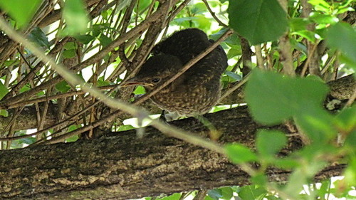 melro.jpeg melro.jpeg