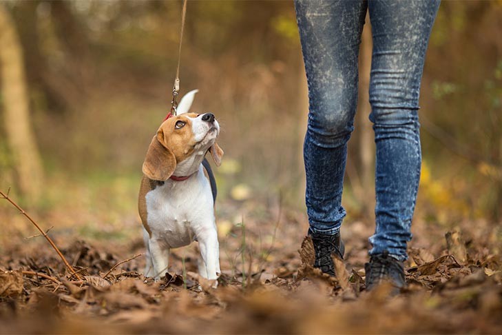 beagle-walking-on-leash-looking-up.jpg