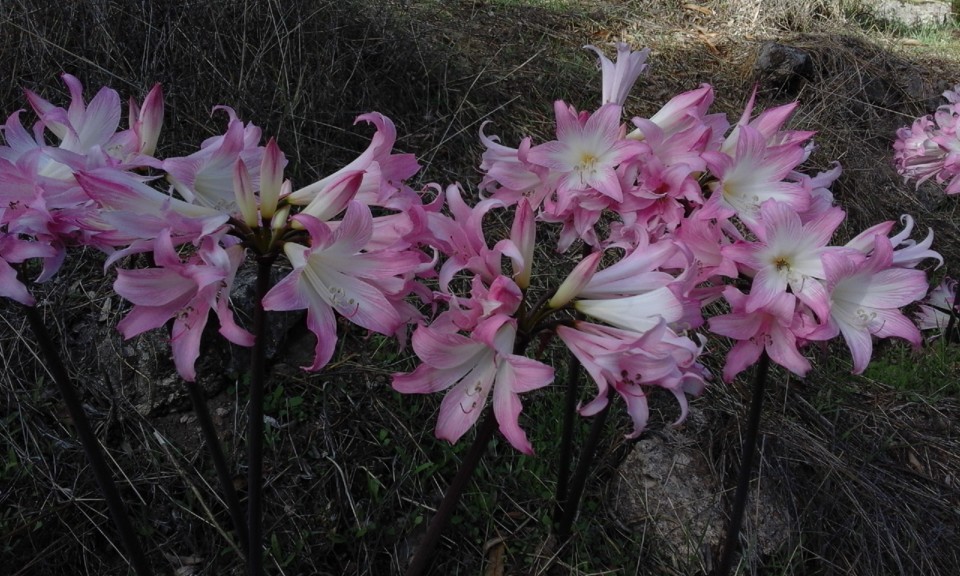 Despedidas de Verão. Foto original. 2020.10.04. jpg