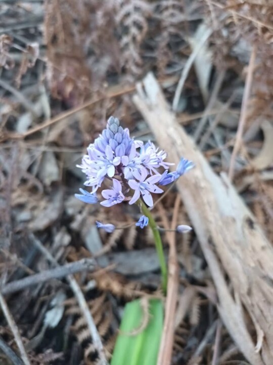 Não me canso disto flores.jpg
