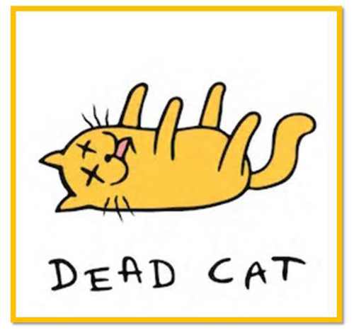 deadcat.jpg