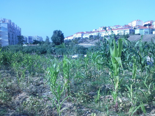 Foto original de D.A.P.L. Junho 2015.jpg