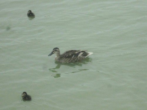 33105807_1652202341561731_1559116279984422912_n.jp 33105807_1652202341561731_1559116279984422912_n.jp