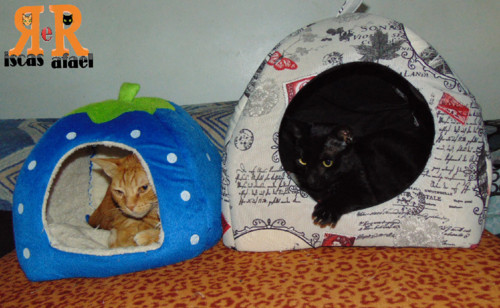 toca2017nov.jpg toca2017nov.jpg