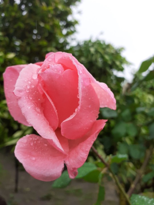 Rosa rosa. Foto original. 2021.10.31.jpg