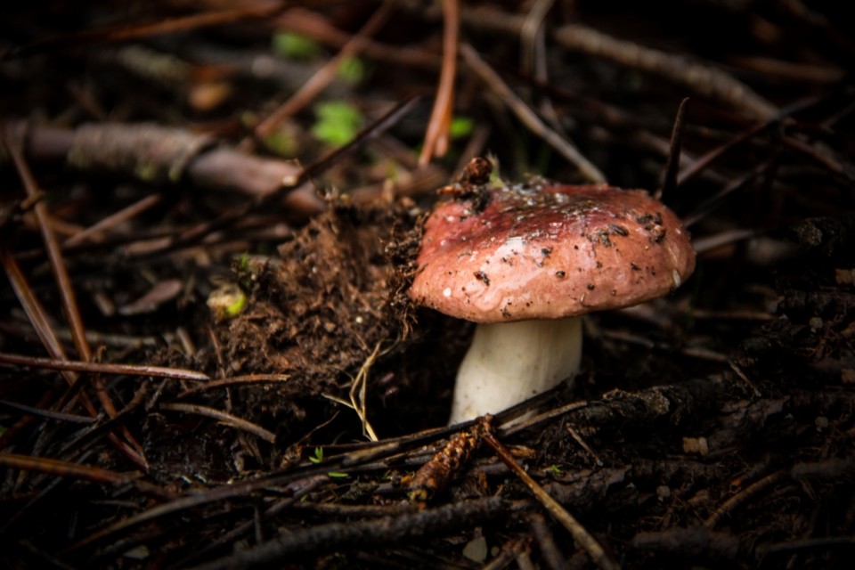 cogumelos montachique 9.jpg