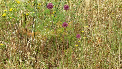 alho-porro.jpeg alho-porro.jpeg