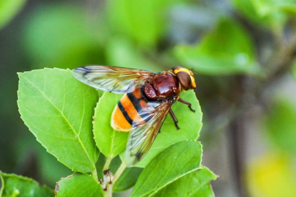 volucella zonaria 1.jpg