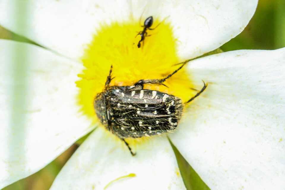 escaravelho das flores 2.jpg