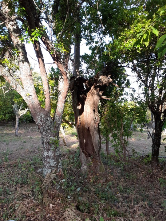 Velho castanheiro. Foto original. 2021.05.12.jpg