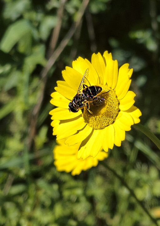Flor abelha malmequer copiar.jpg