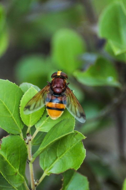 volucella zonaria 3.jpg