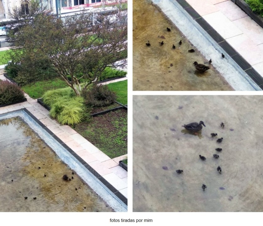 Família de Patos.jpg