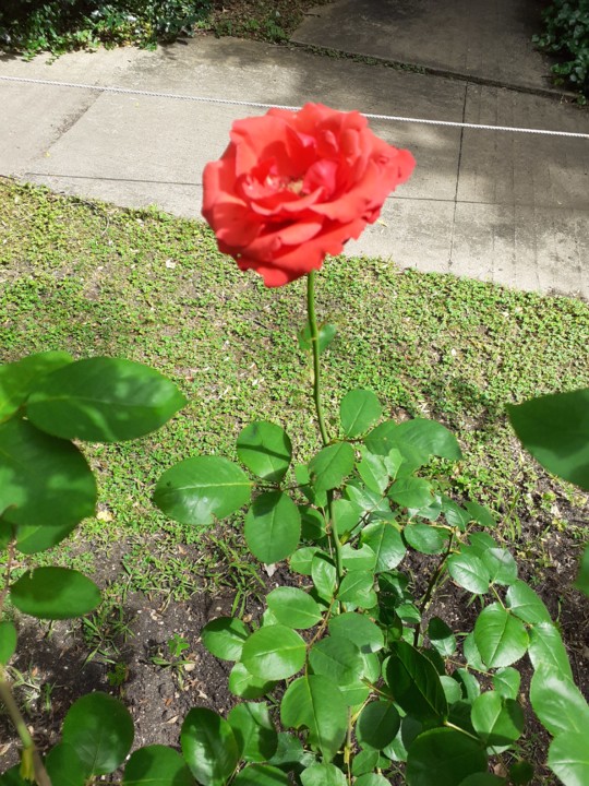 Rosa na Gulbenkian. Foto Original. 2021.08.01.jpg