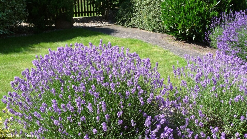 Stade Verão 2013.JPG