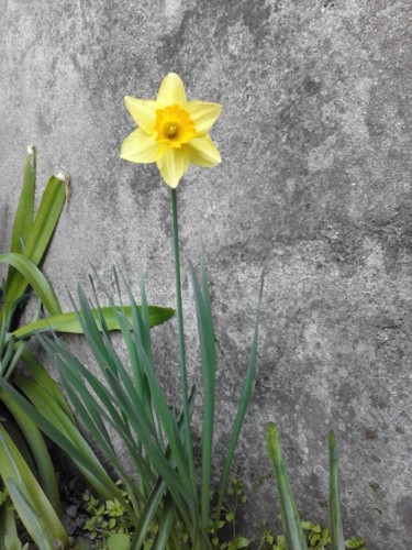 Narciso. 2018. Foto original DAPL. jpg Narciso. 2018. Foto original DAPL. jpg