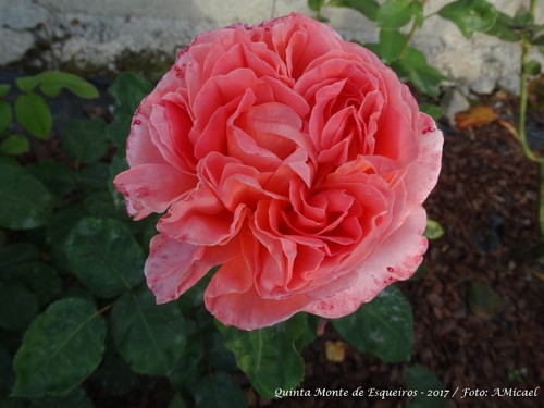 Rosas - Junho 2017 - DSC02493.jpg